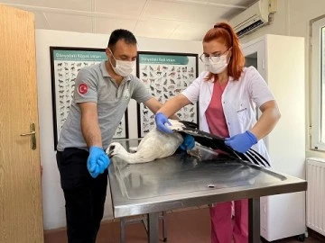 Yaralı leylek Osmangazi&rsquo;de şifa buldu