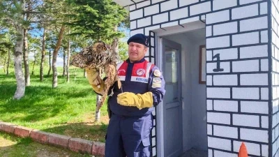 Yaralı puhu kuşu tedavi altına alındı
