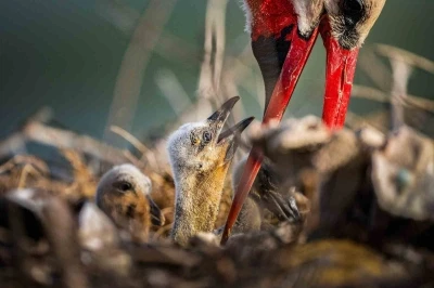 Yaren leyleğin ailesine yeni &uuml;yeler katıldı