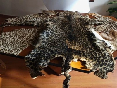 Yasa dışı yaban hayvanı &uuml;r&uuml;nleri ele ge&ccedil;irildi