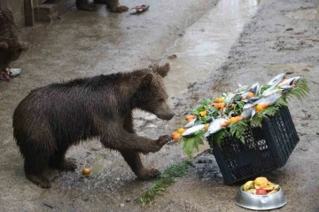 Yavru ayılara doğum g&uuml;n&uuml; s&uuml;rprizi