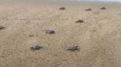 Yavru carettalar yumurtalardan &ccedil;ıkıp denizle buluştu