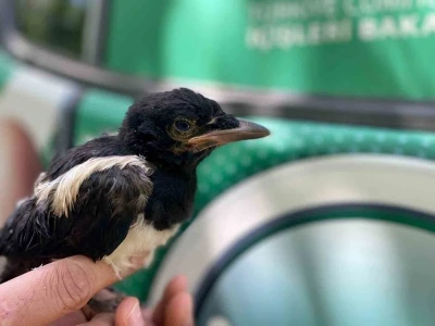 Yavru kargaya jandarma şefkati
