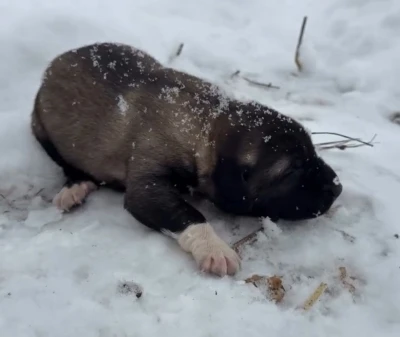 Yavru k&ouml;peğe eziyete tutuklama