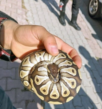 Yavru pitonla polise yakalandı