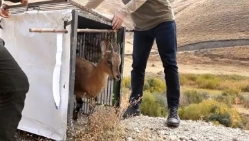 Yavru yaban ke&ccedil;isi ailesine kavuştu
