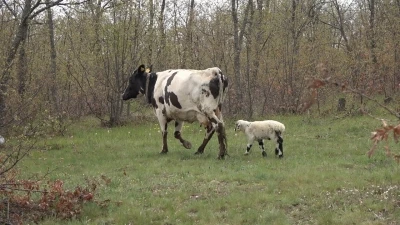 Yavrusu &ouml;len inek, annesiz kalan kuzuyu sahiplendi
