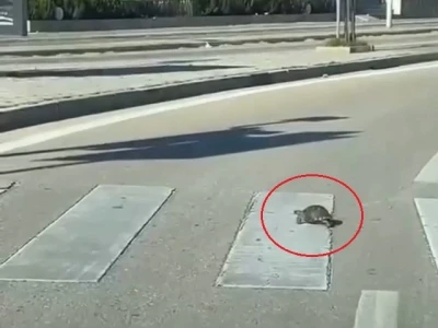 Yaya ge&ccedil;idinden ge&ccedil;en kaplumbağa kuralsızlara &ouml;rnek oldu