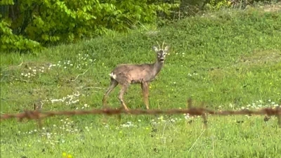 Yaylada otlayan karaca kamerada
