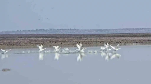 Yedikuğular Kuş Cenneti&rsquo;nin nadir g&ouml;r&uuml;len misafirleri: 12 &ouml;t&uuml;c&uuml; kuğu kışı ge&ccedil;irmek i&ccedil;in geldi
