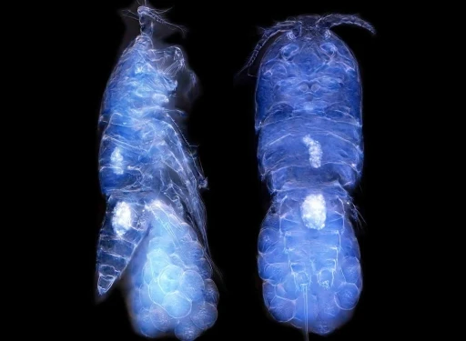 Yeni bir canlı t&uuml;r&uuml; keşfedildi