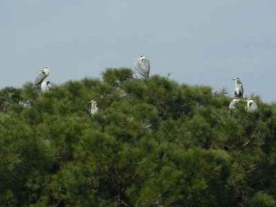 Yenipazar&rsquo;a gelen gri balık&ccedil;ıl kuşlar araştırma konusu oldu
