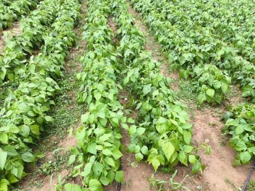 Yenişehir&rsquo;de 2 bin dekarlık alandaki &uuml;r&uuml;nleri dolu vurdu