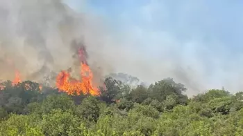 Yenişehir'deki orman yangını kontrol altına alındı