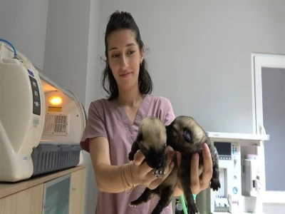 Yer Bursa: K&ouml;peklerde g&ouml;r&uuml;len milyonda bir rahatsızlık!