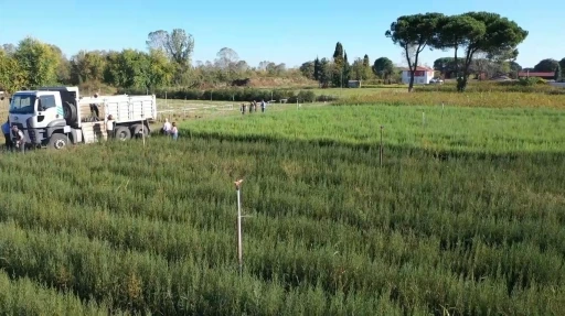 &rsquo;Yeşil Vatan&rsquo;a yılda 10 milyon fidan
