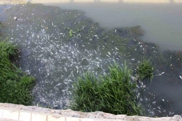 Yeşilırmak&rsquo;ta toplu balık &ouml;l&uuml;mleri
