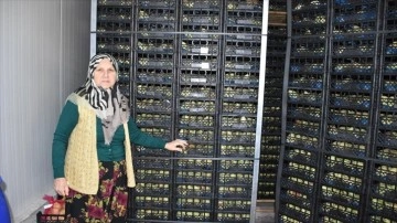 Yetiştirdiği armutları kendi buzhanesinde muhafaza edip yurt dışına g&ouml;nderiyor