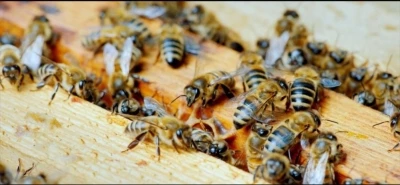 Yığılca T&uuml;rkiye&rsquo;ye katkı sağlıyor
