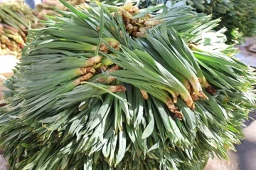 Yılda 2 ay hasadı yapılan &lsquo;&ccedil;iriş otu&rsquo; tezgahtaki yerini aldı
