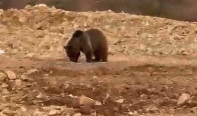 Yol kenarındaki ayıya &rsquo;hamsi&rsquo; ziyafeti verdiler