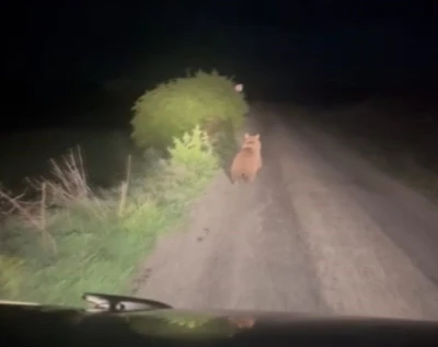 Yolda karşılaştığı ayıyı aracıyla kovaladı
