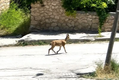 Yolunu şaşıran dağ ke&ccedil;isi Kemah sokaklarında dolaştı
