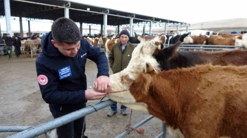 Yozgat&rsquo;ta canlı hayvan pazarlarında sıkı denetim
