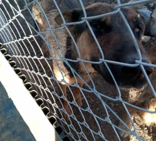 Yozgat&rsquo;ta k&ouml;peğe şiddet uygulayan şahıs g&ouml;zaltına alındı