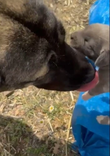 Yozgat&rsquo;taki g&ouml;r&uuml;nt&uuml; tepki &ccedil;ekmişti, asıl nedeni belli oldu

