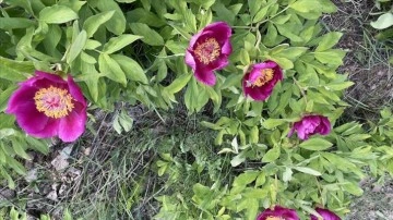 Yozgat'ta endemik bitki "Cehrilik lalesi" ile ilgili bilimsel &ccedil;alışma yapılacak