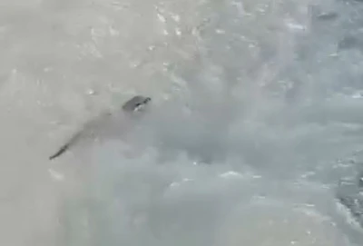 Y&uuml;ksekova&rsquo;da su samuru g&ouml;r&uuml;nt&uuml;lendi
