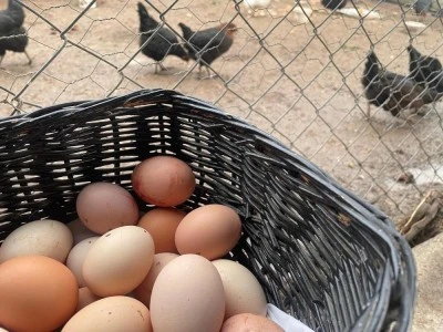 Yumurta &uuml;retiminde azalma