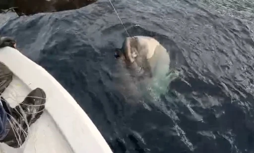 Yunanlılara kafa tutan balık&ccedil;ı G&ouml;k&ccedil;eada a&ccedil;ıklarında 1 tonluk ay balığı yakaladı
