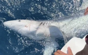 Yunanlılara kafa tutan T&uuml;rk balık&ccedil;ı, G&ouml;k&ccedil;eada a&ccedil;ıklarında &rsquo;mako&rsquo; cinsi mavi k&ouml;pek balığı buldu