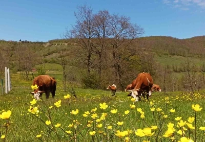 Yurt i&ccedil;i hayvan nakillerine yeni d&uuml;zenleme
