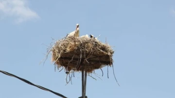 Yuvadan d&uuml;şen yavru leyleğe yardım eli
