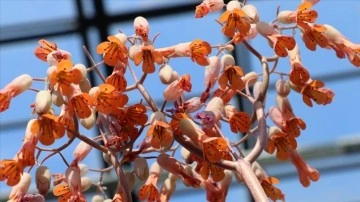 Y&uuml;zlerce endemik t&uuml;r&uuml;n bulunduğu lag&uuml;ndeki bitkiler şifalı &ccedil;aylara d&ouml;n&uuml;şecek