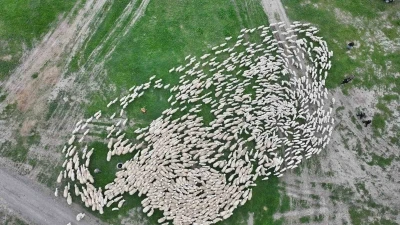 Y&uuml;zlerce kuzu annesiyle buluştu, o anlar dron ile g&ouml;r&uuml;nt&uuml;lendi
