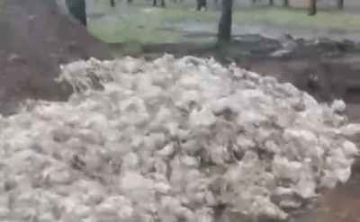Y&uuml;zlerce &ouml;l&uuml; tavuk ormana atıldı