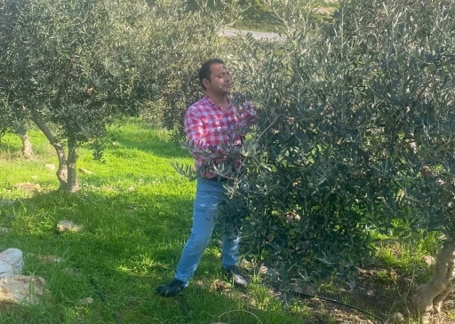 Zeytin bah&ccedil;elerinde zararlı kontrol&uuml; yapıldı
