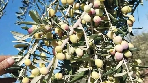 Zeytin &uuml;reticisi destek bekliyor