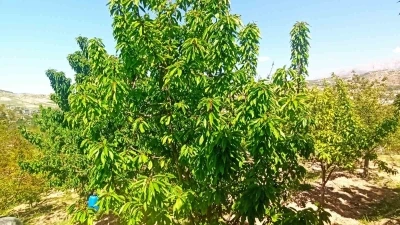 Zirai donun zarara yol a&ccedil;tığı Malatya&rsquo;da kiraz yaprağı &uuml;mit oldu
