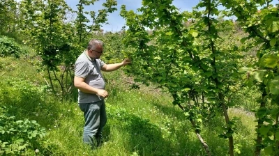 Zonguldak&rsquo;ta zirai don ve hastalık kontrolleri s&uuml;r&uuml;yor

